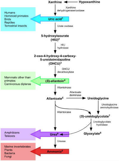 Uric Acid vs Urea diagram