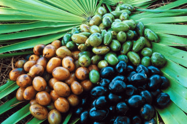 Saw Palmetto Serenoa Repens